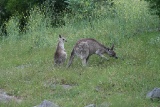 Australien_2013_0331
