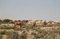 Israel_Jordanien_2009_0488