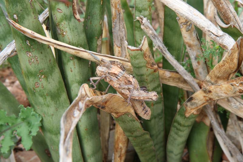 Südafrika2010_1324.JPG - Perfekt getrarnt.