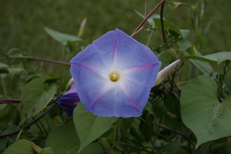 Thailand_2008_0842.JPG - ---